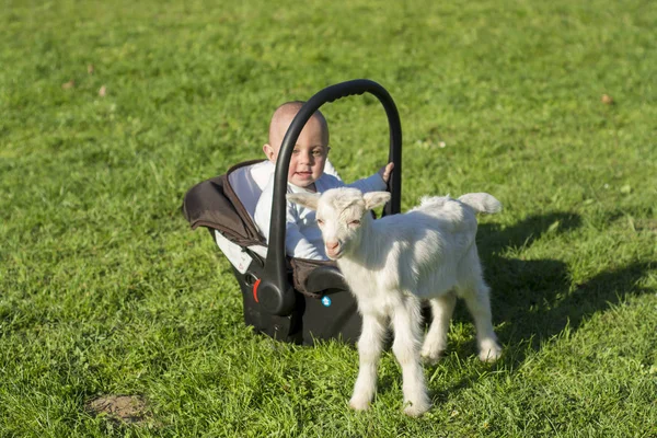 Baby in the carseat and little goat on grass play — Stock Photo, Image