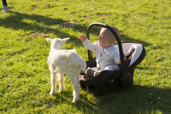 Baby in de autostoel en geitje op gras — Stockfoto