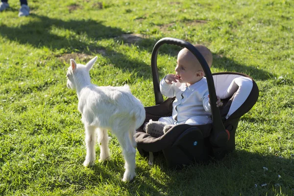 Baby in the carseat and little goat on grass play — Stock Photo, Image