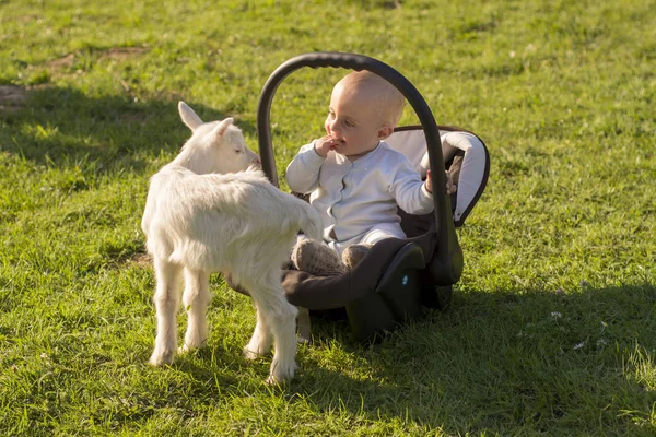 Baby in de autostoel en geitje op gras — Stockfoto