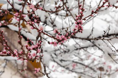 Kar ve şeftali çiçekleri. Karla kaplı, çiçek açan ağaçların dalları. Şiddetli kar yağışı ile bahar