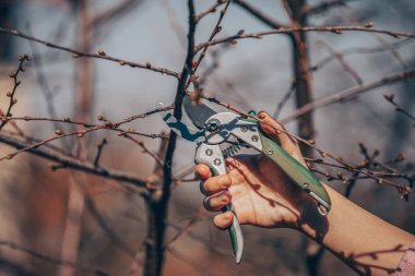 Bir meyve ağacını budamak - Baharda dalları kesmek