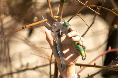 Bir meyve ağacını budamak - Baharda dalları kesmek