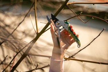 Bir meyve ağacını budamak - Baharda dalları kesmek