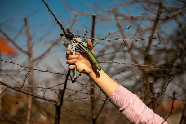 Beskärning Fruktträd Skära Grenar Våren — Stockfoto