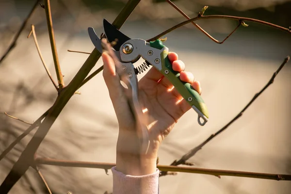 Pruning Fruit Tree Cutting Branches Spring — Stock Photo, Image