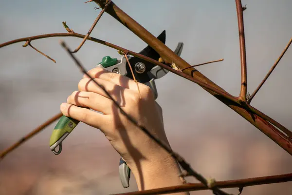 Pruning Fruit Tree Cutting Branches Spring — Stock Photo, Image