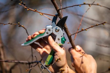 Meyve ağacının dallarını budama ve kesme - meyve bahçesinde bahar çalışması
