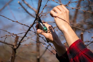 Meyve ağacının dallarını budama ve kesme - meyve bahçesinde bahar çalışması