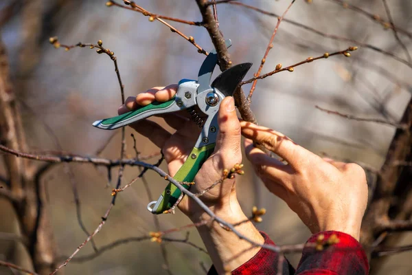 Taille Coupe Des Branches Sur Les Arbres Fruitiers Travaux Printaniers — Photo