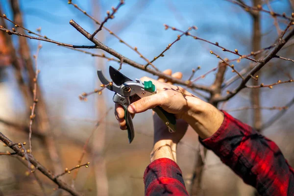 Pruning Cutting Branches Fruit Tree Spring Work Orchard — Stock Photo, Image