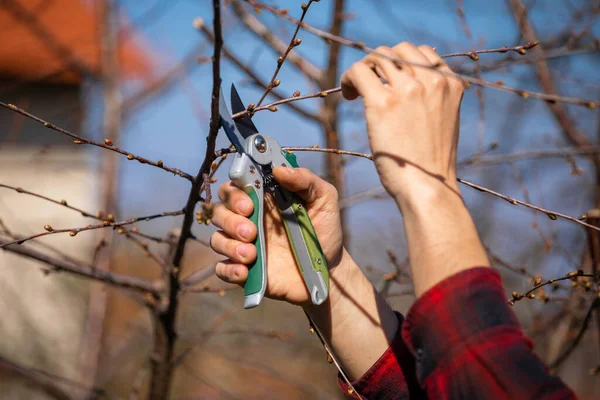 Poda Corte Ramas Árboles Frutales Trabajos Primavera Huertos — Foto de Stock