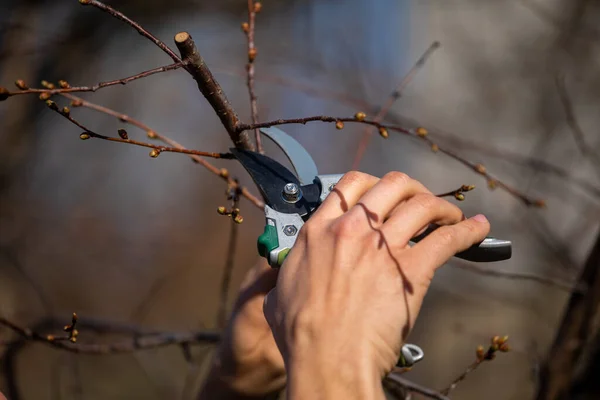 Memangkas Dan Memotong Cabang Pada Pohon Buah Mata Air Bekerja — Stok Foto