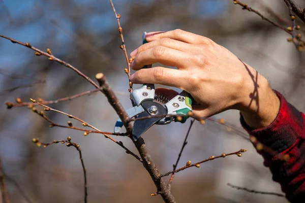 Pruning Och Klippning Grenar Fruktträd Vårarbete Fruktträdgården — Stockfoto