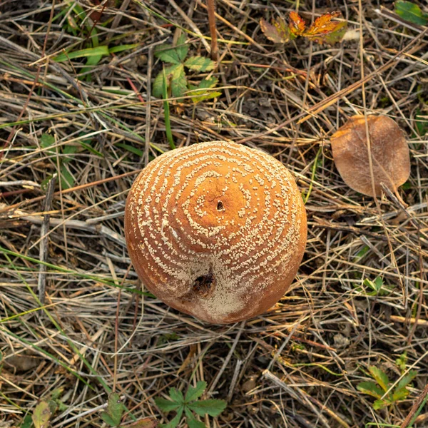 Manzana Membrillo Podrida Suelo Infestación Por Monilia Laxa Monilinia Laxa —  Fotos de Stock