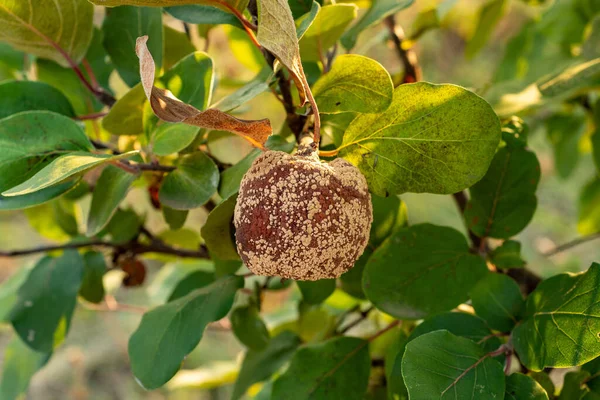 Zgniłe Jabłko Pigwy Drzewie Owocowym Porażenie Monilinia Laxa Choroba Roślin — Zdjęcie stockowe