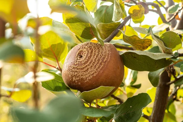 Manzana Membrillo Podrida Árbol Frutal Infestación Por Monilia Laxa Monilinia — Foto de Stock