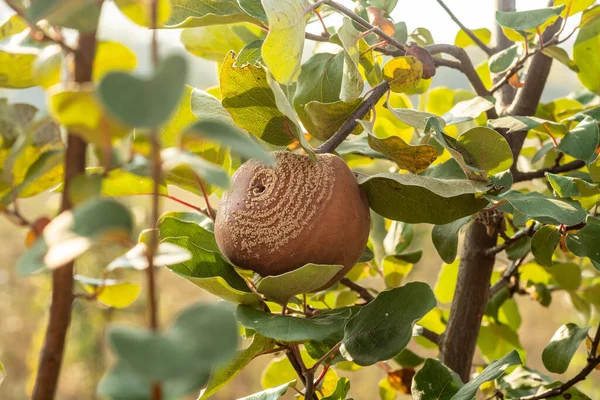 Manzana Membrillo Podrida Árbol Frutal Infestación Por Monilia Laxa Monilinia —  Fotos de Stock