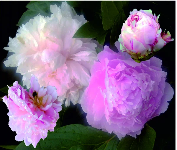 Ortanca çiçek kolaj.