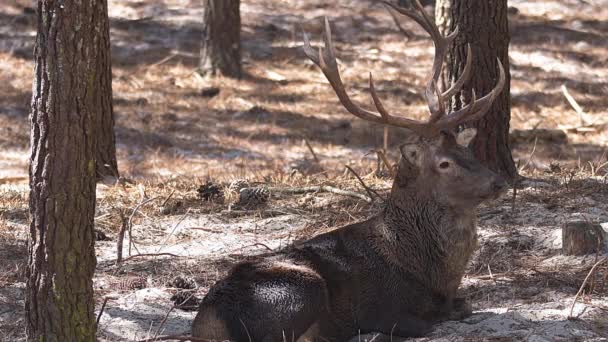 Bull Elk bijna slapen — Stockvideo