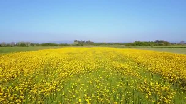 Champ marguerites jaunes — Video