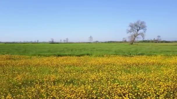 Gele madeliefjes veld — Stockvideo