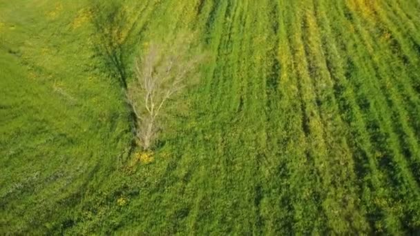Arbre comme point d'intérêt sur le champ d'herbe verte 