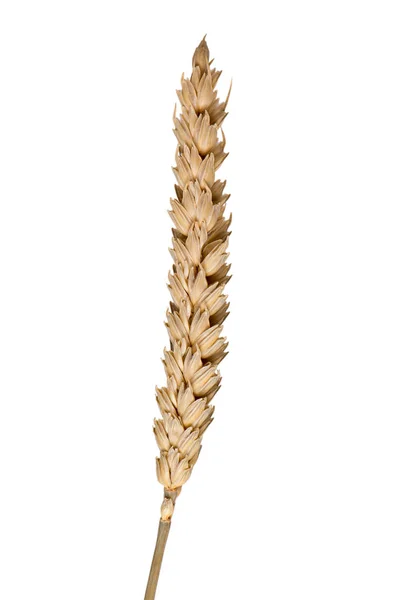 Spiga di grano isolato — Foto Stock
