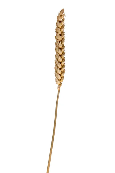 Пшениця вухо ізольовані — стокове фото