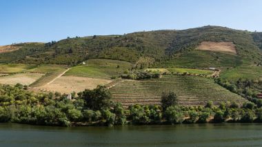 Douro Vadisindeki üzüm bağları