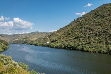 Douro Vadisindeki üzüm bağları