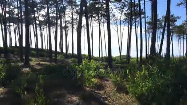 Sol brillando a través de pinos — Vídeo de stock