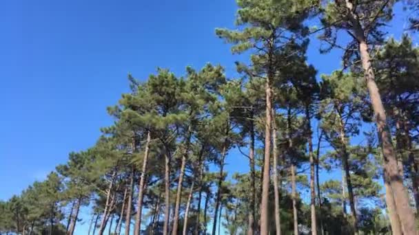 Sun shining through pine trees — Stock Video
