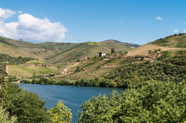 Douro Vadisindeki üzüm bağları