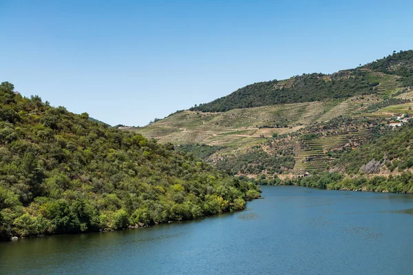 Winnice w Dolinie Douro — Zdjęcie stockowe
