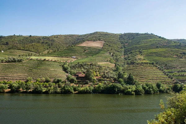 Vinranker i Douro Valley – stockfoto