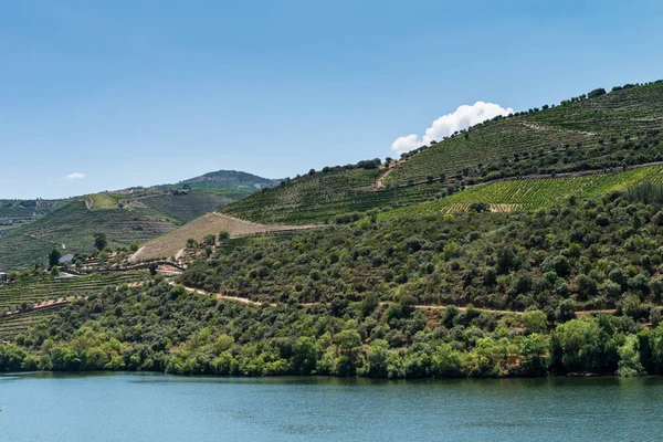 Näkökulma laukaus rivitalo viinitarhoja Douro Valley — kuvapankkivalokuva