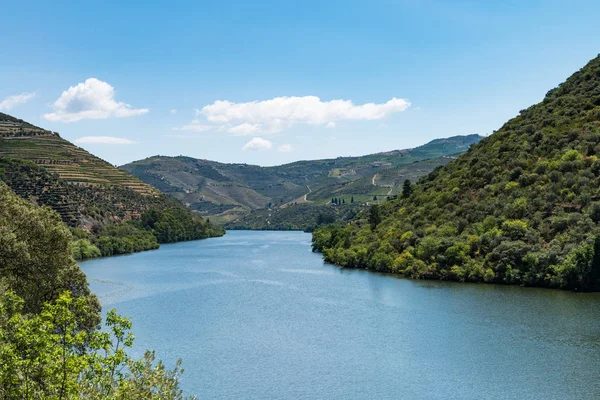 Vue générale des vignobles en terrasses de la vallée du Douro — Photo