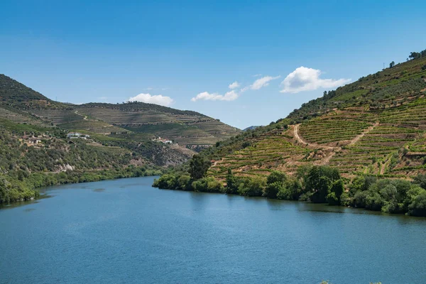 Point of view shot of terraced vineyards in Douro Valley — Stock Photo, Image