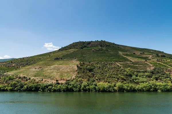 Punktu widzenia strzał tarasowych winnic w Dolinie Douro — Zdjęcie stockowe