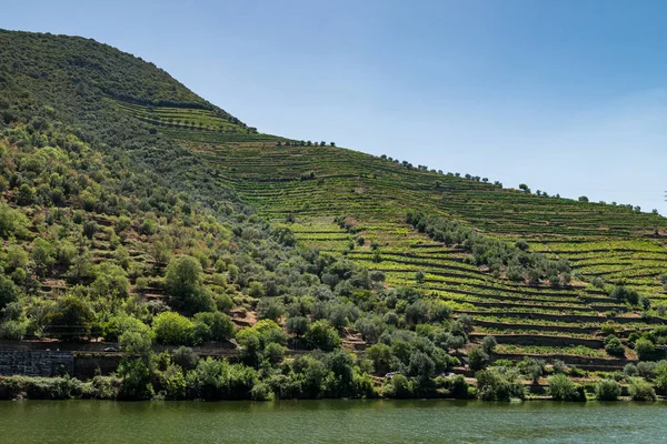 Point of view shot of terraced vineyards in Douro Valley — Stock Photo, Image