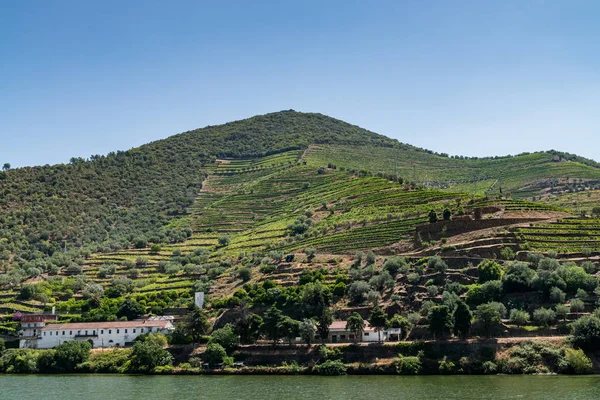 A teraszos szőlőültetvények Douro-völgy szempontból lövés — Stock Fotó