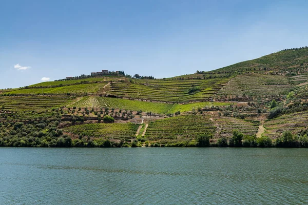 A teraszos szőlőültetvények Douro-völgy szempontból lövés — Stock Fotó