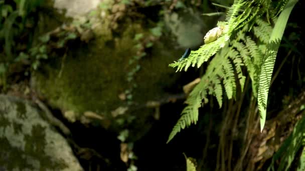 Végétation naturelle à Cabreia Portugal — Video