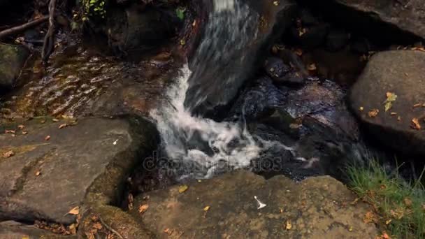 Natürliche Vegetation in cabreia portugal — Stockvideo