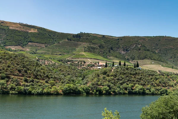 A teraszos szőlőültetvények Douro-völgy szempontból lövés — Stock Fotó