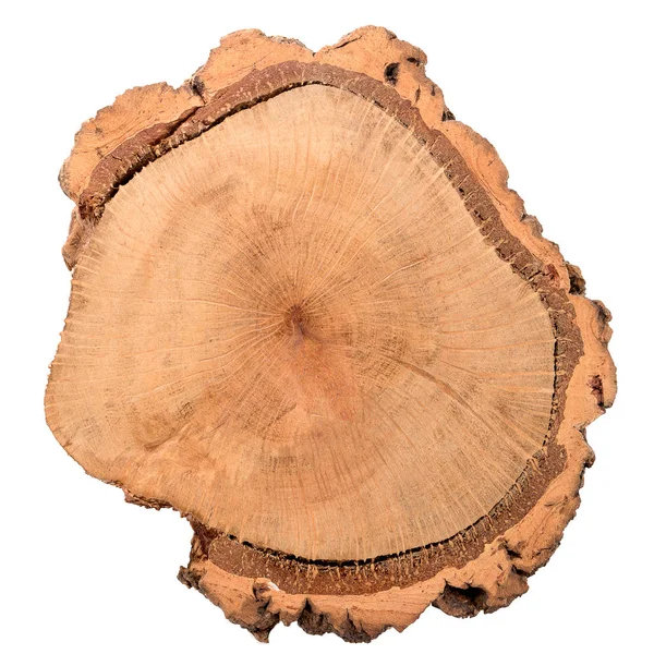 木材のログ スライス — ストック写真