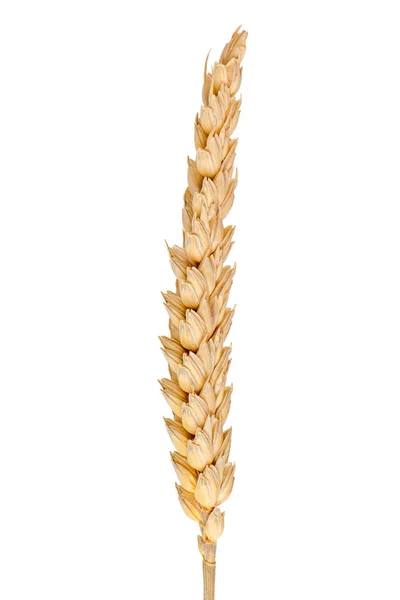 Orelha de trigo isolada — Fotografia de Stock