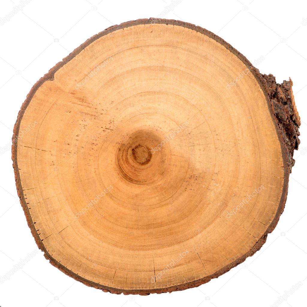 Wood log slice