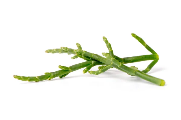 Samphire fresco del pantano — Foto de Stock